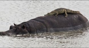 Наглый крокодил (2 фото)