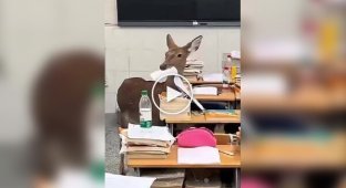 Олень забрел в китайскую школу и съел домашнее задание ученика