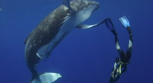 Танец дайвера с детенышем кита (5 фото)