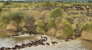 Великая миграция животных в Кении (14 фото)