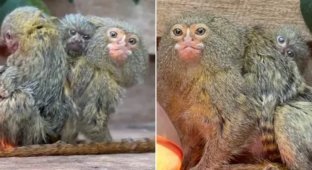 On the verge of extinction: the “world’s smallest” monkey gives birth to twin babies (3 photos)