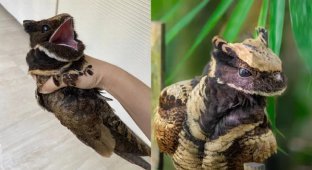 Великий вухатий козодою: жахливий птах неймовірної краси (7 фото)