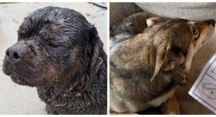 25 фотороботов прелестных подозреваемых в совершении преступлений по уничтожению домашнего порядка (26 фото)