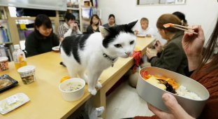 Cats are now available in Japan by subscription (5 photos)