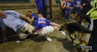 Нападение собаки на фаната команды (7 фото)