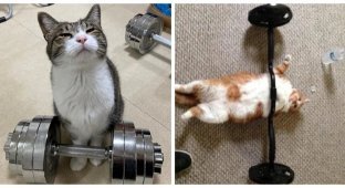 20 cats in sports who have proven that they can do more than just elegantly lazy (21 photos)
