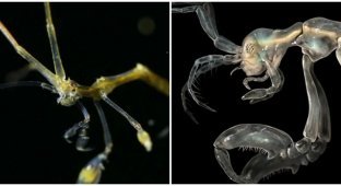 Skeleton shrimp that looks like an alien (6 photos)