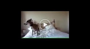 Собака веселится на кровати