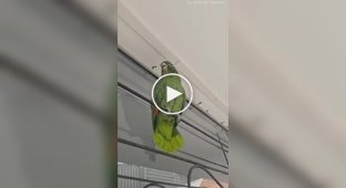 A parrot imitates a chicken