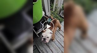 A bulldog skateboarder went for a walk