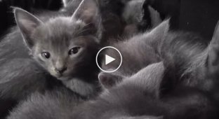 What does a whole basket of kittens sound like?