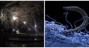 Темная сторона биосферы: какие организмы живут на глубине нескольких километров (11 фото)