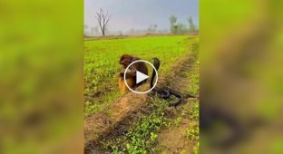 Обезьяна спокойно играет с коброй