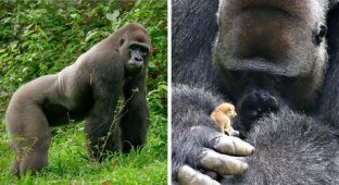 24-летний самец гориллы нашел крошечное существо в лесу, и его реакция бесценна (7 фото + 1 видео)