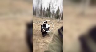 Черная медведица не забыла своего спасителя