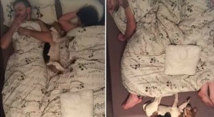 Two people in bed, not counting the dog. Funny time lapse about a beagle who tried to sleep with his owners (2 photos + 1 video)
