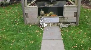 Господарю коропа з людським обличчям довелося найняти охорону