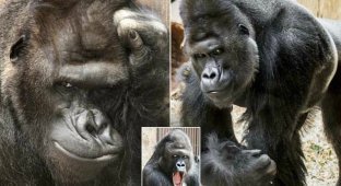 В чешском зоопарке живёт горилла с модельными замашками (10 фото)