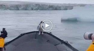 Спасение на лодке: как пингвин спасся от тюленя