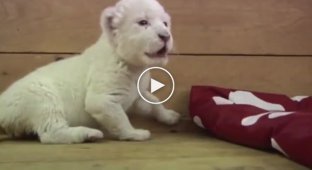 Маленький белый львёнок учится рычать