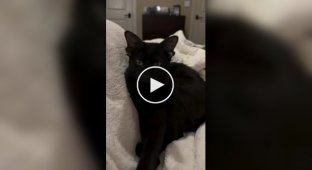 Кот с четырьмя ушками