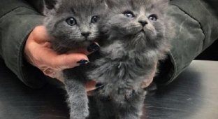 The happy story of two kittens rescued from deadly frosts (12 photos)