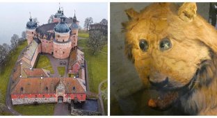 Мешканець замку Гріпсхольм – лев та мем (8 фото)