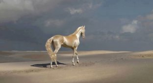 Красивий кінь ахалтекінської породи