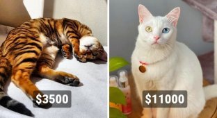 Пухнаста коштовність: 20 найдорожчих порід кішок (21 фото)