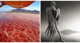 Lake Natron - home of beautiful birds and a workshop for creating sinister sculptures (13 photos)