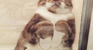 Забавный симбиоз котов и стеклянных столов (19 фото)