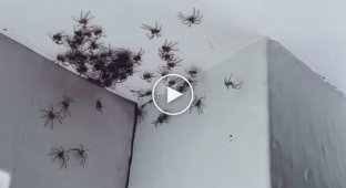 Сотни гигантских пауков облюбовали угол в доме
