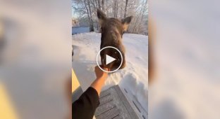 Let's have some tasty food: a moose came to an American's yard