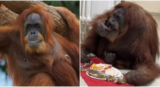 The oldest orangutan in the world celebrated his 63rd birthday (3 photos + 1 video)