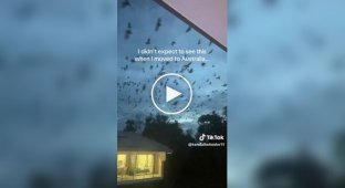 Australia surprises again: thousands of bats fill the sky.