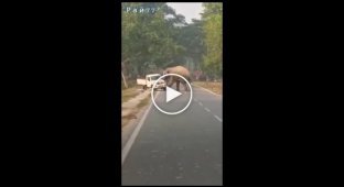 Elephant blows pickup truck out of its way in India