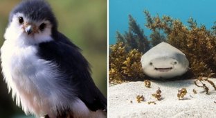 10 predators that mislead with their charming appearance (12 photos)
