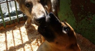 Трогательная история о собаке и волчонке (6 фото)