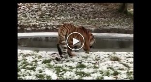 Датский зоопарк, в котором тигр впервые увидел лед