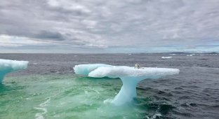 Рыбаки подумали, что они наткнулись на тюленя, плавающего на айсберге (6 фото)