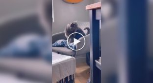 Коты и их особые отношения со своими хвостами