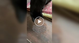 Кошка потеряла свою новую игрушку