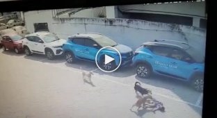 5-year-old boy dies after being attacked by stray dogs in Hyderabad