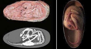Ученые обнаружили окаменелое яйцо динозавра с идеально сохранившимся эмбрионом (5 фото + 1 видео)