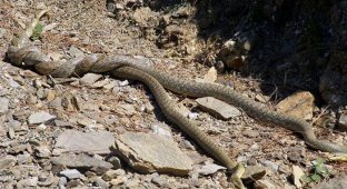 Как змеи уединяются (26 фото)