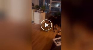 A curious dog finds himself in a comical situation