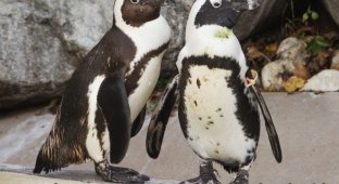 Канадский зоопарк разлучит пингвинов-геев (7 фото)