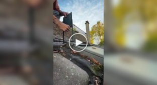 Парень случайно поймал кота, устанавливая ловушку для крыс