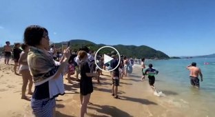 Японские дельфины атакуют туристов
