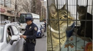 В США полиция придумала добрый способ помогать приютским животным (7 фото)